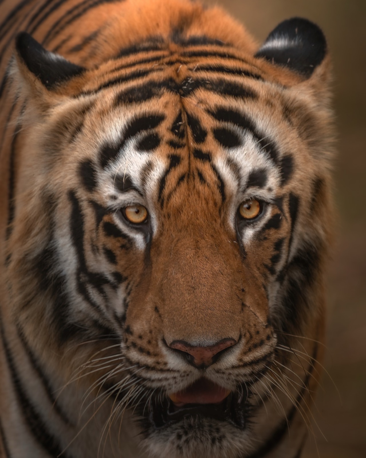 Close-up portrait of a wild tiger with direct eye contact