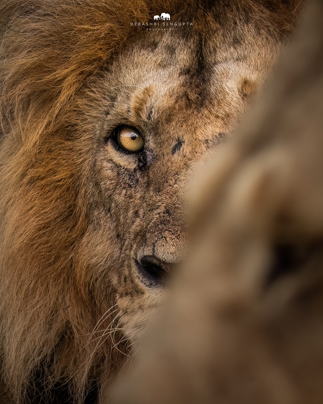 Close portrait of a lion, one eye sharp