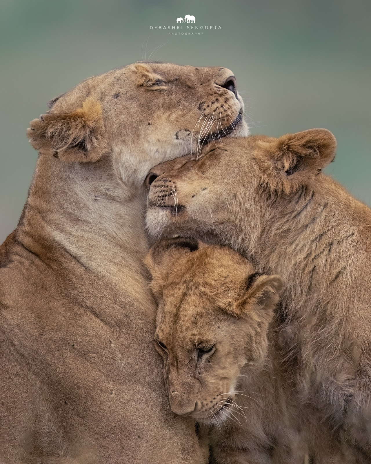 A lioness family, heads together