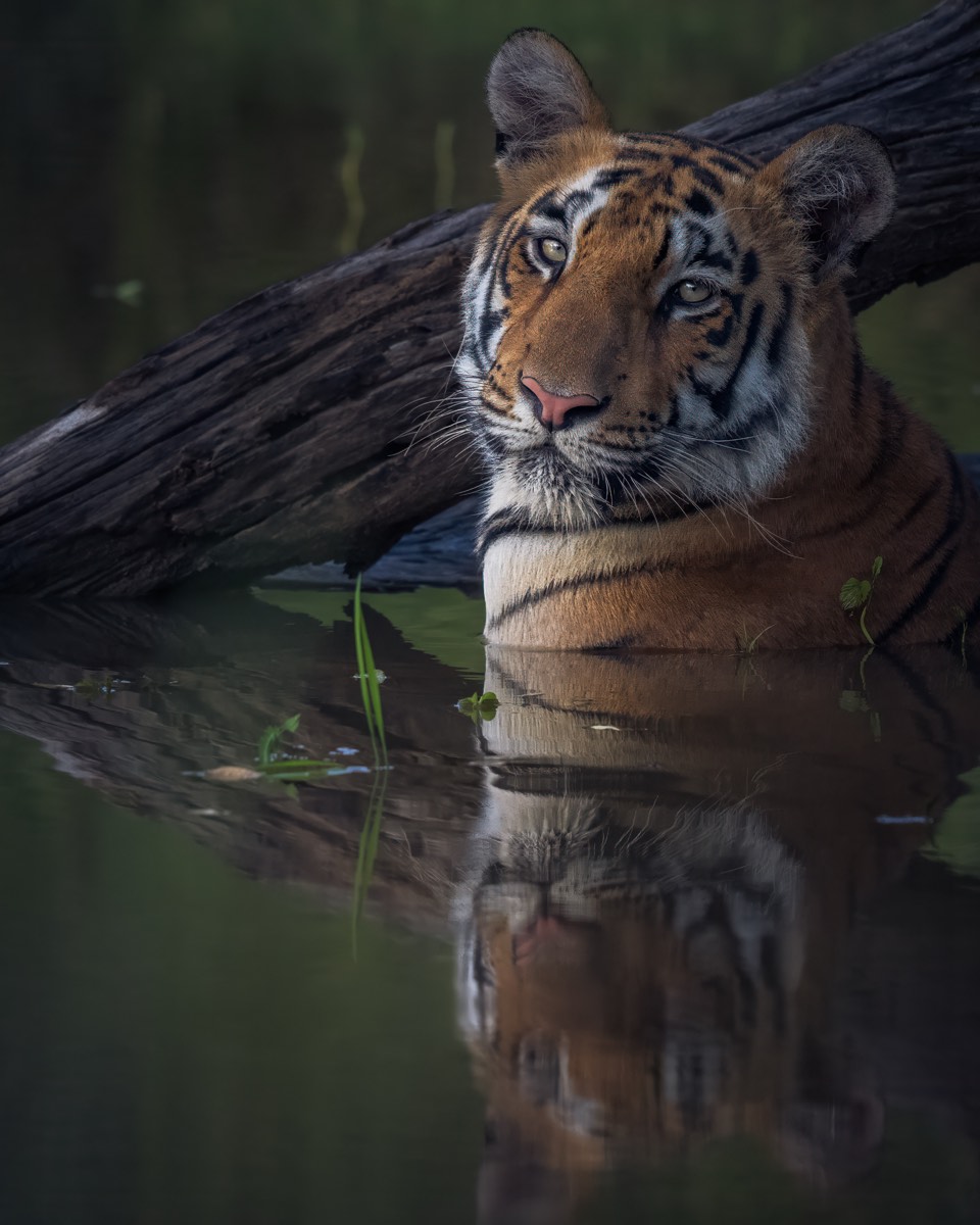 Tiger resting against a log at a waterhole, reflection below