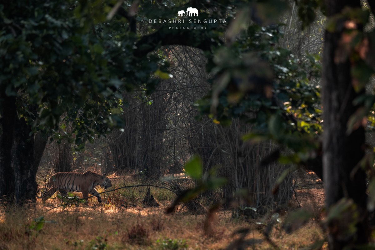 Tiger walking through dappled forest light