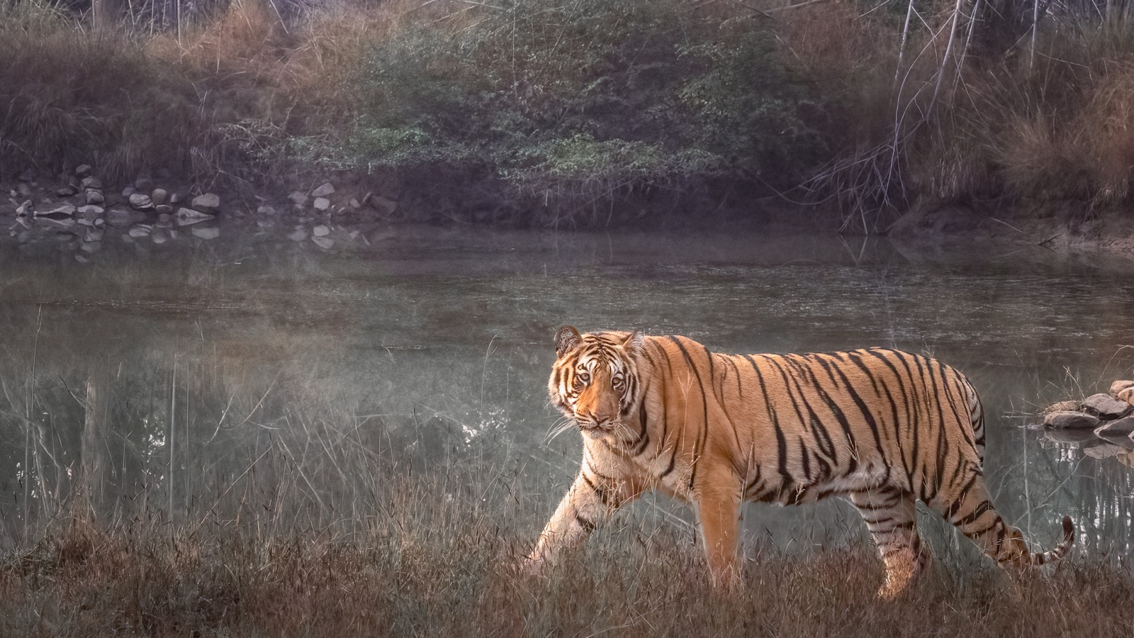 Tiger walking beside a misty waterhole, direct eye contact