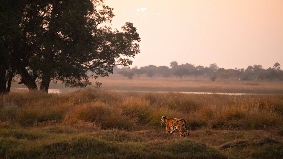 Tiger walking through golden grass at dusk